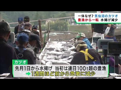 カツオの水揚げ好調が一転し減少　価格が高騰　宮城・気仙沼漁港