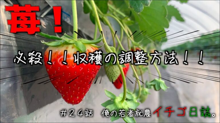 【儲ける農業】いちごは、冬が稼ぎ時です。｜今の時期の農作業｜脱サラ農業