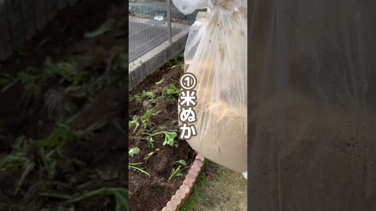 あんなにあった野菜ゴミが消えた…🥬 #家庭菜園 #youtubeshorts #ガーデニング #カルス