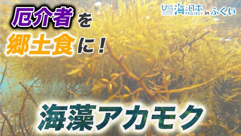 海藻アカモク生活習慣病に効果！【福井県立大】厄介者を食品化 日本財団 海と日本PROJECT in ふくい 2021 #07