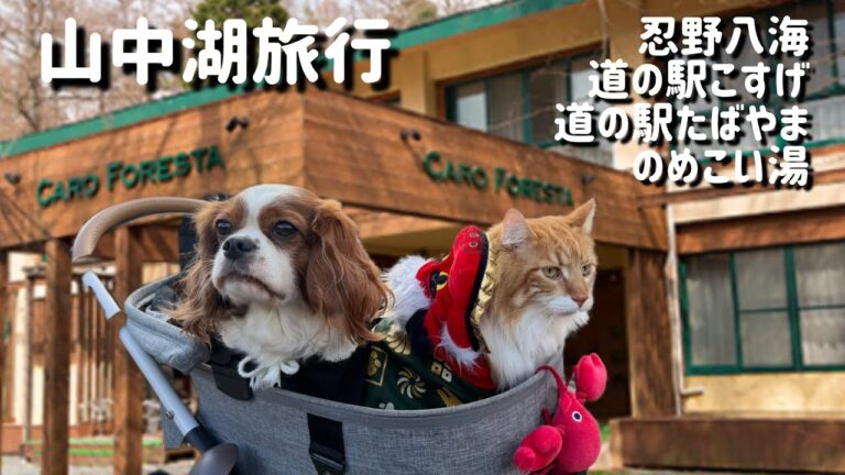【カーロフォレスタ泊】山中湖旅行/忍野八海/道の駅こすげ/のめこい湯/道の駅たばやま