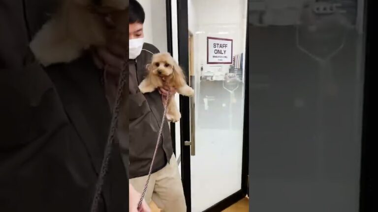 もじゃもじゃからおすましレディちゃんへ💖帰る足取りも嬉しそう🤗