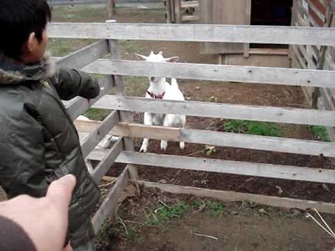グリーンウッド関ヶ原　キャンプにて（子供編）