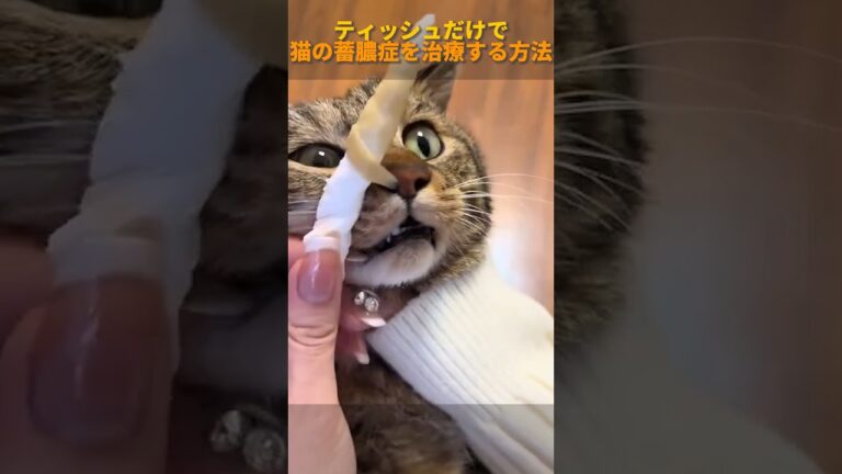 ティッシュだけで猫の蓄膿症を治療する方法