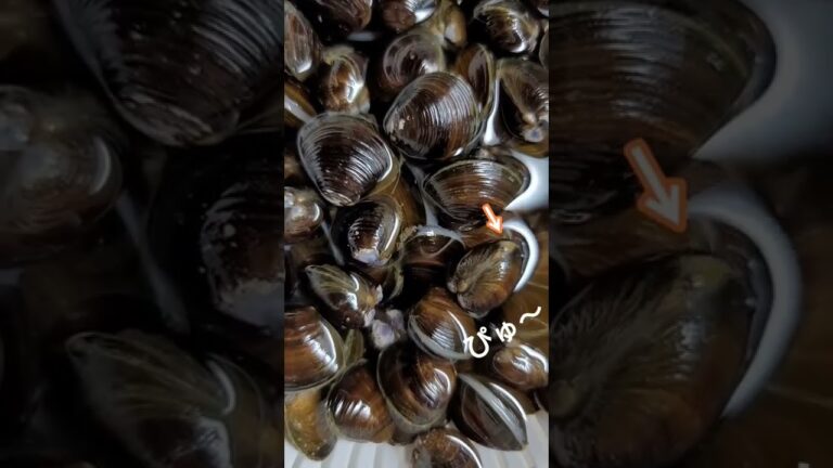 明日はしじみの味噌汁だ♫　しじみ貝の砂抜きするど！　#shorts