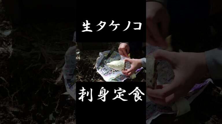 【美味しんぼ】掘りたて生タケノコ刺身定食 #japanesefood  #タケノコ #車中飯