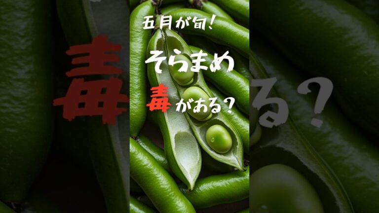 そらまめ、実は毒かも？☠ #雑学 #プチ知識 #料理 #食トーク #shorts
