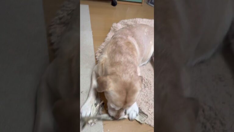 1人で棒鱈食べてた😅