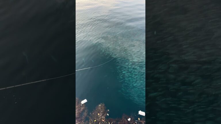 帰ろうとしたらヤリイカの大群いてやばいw #釣り #ヤリイカ #浜田市 #エギング