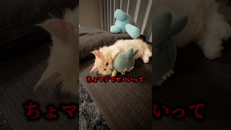 ヤバイヤバイヤバイヤバイヤバイヤバイ😓#shorts#ダイキ様 ＃ポケモンカード＃マネージャー#猫