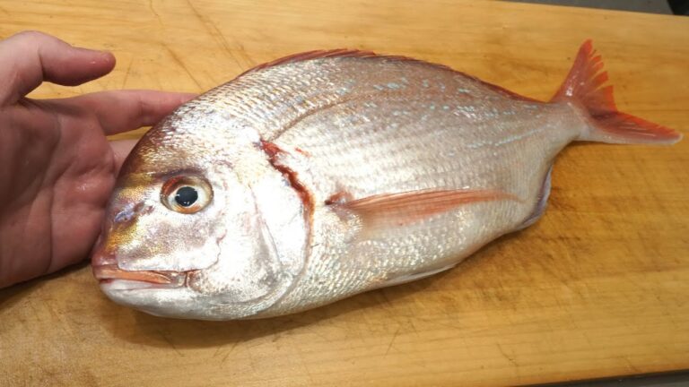 タイ（チダイ）のさばき方とフライの作り方「白身魚のフライ」　　Fried sea bream