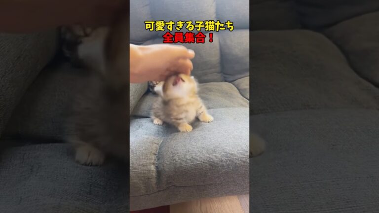 子猫って最強⭐︎ #cats #cat #子ネコ #猫 #kitten