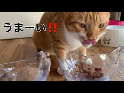 新品のフードボウル買いました〜いと＆おと〜