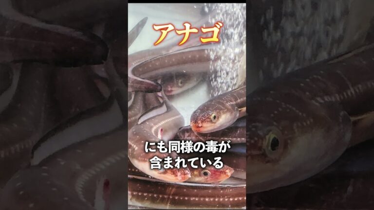 Qうなぎを刺身や生で食べないのはなぜですか？