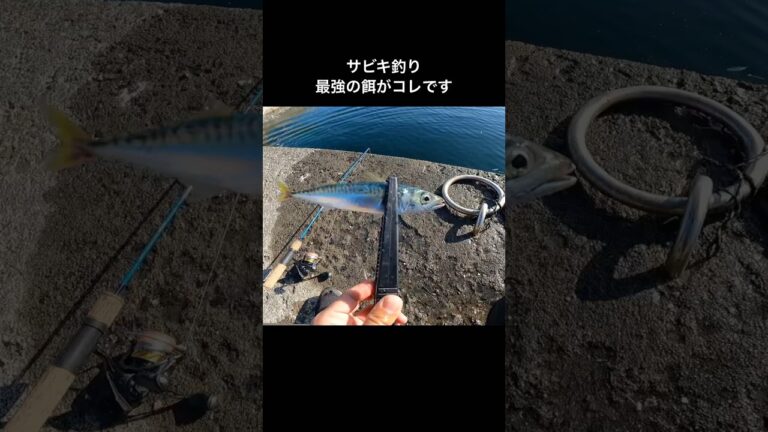【撒き餌なし】サビキ釣り最強のエサがこれです。