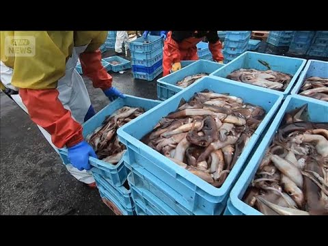 スルメイカが全国的に豊漁、北海道では自主休漁　函館は不満「まだ去年の6割」【知っておきたい！】【グッド！モーニング】(2025年10月23日)