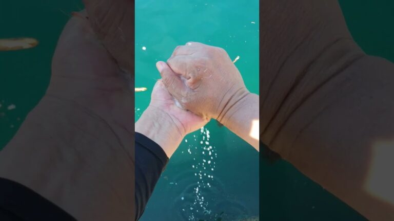 エビを絞り海に投げると驚きの現象が起こった