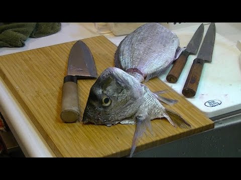 ヘダイの口の中の秘密