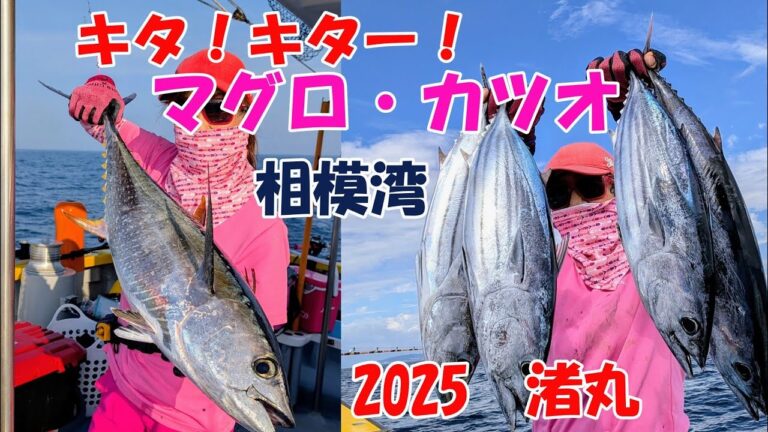 マグロ・カツオ相模湾で始まりました！