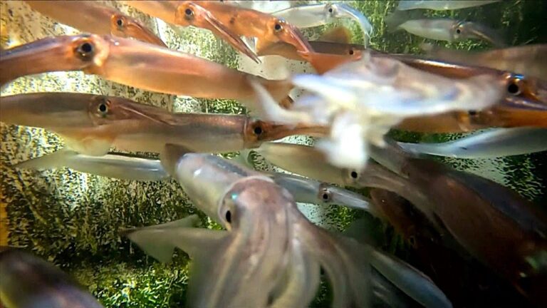 【スルメイカ_異例の休漁なぜ？】水産庁は「休漁は北海道の自主判断」…イカ漁師は「高市さんは『働け』というが働きたくても働けない」函館スルメイカ”休漁”の衝撃_増枠はもう不可能なのか＜北海道＞