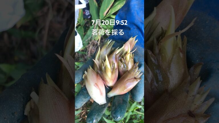 茗荷と大葉が無限。納豆、そうめんがご馳走になります。