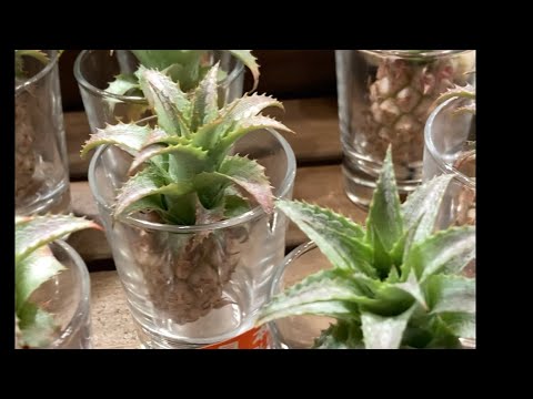 ミニパイン🍍#ミニパイン#沖縄#パイン
