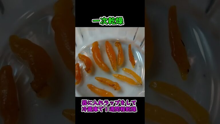 ハゼ料理大全　レシピ1　ハゼのカラスミ　関西ハゼ釣り探訪番外編  #shorts