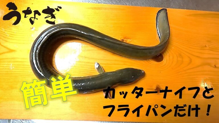 【うなぎ捌き方】初心者でも簡単にふわふわ蒲焼き【#うなぎのたれ #うなぎ釣り #うなぎ捌き方】