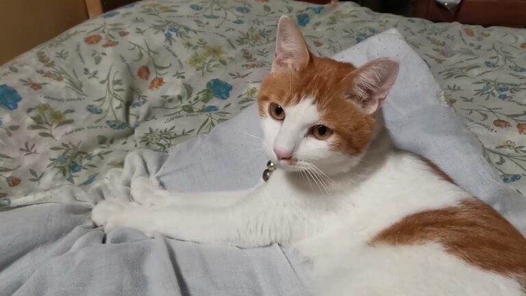 ふみふみちろ　221229