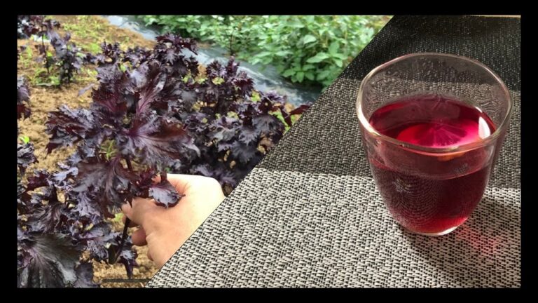 【夏バテ予防】紫蘇ジュース【残った紫蘇の活用法】