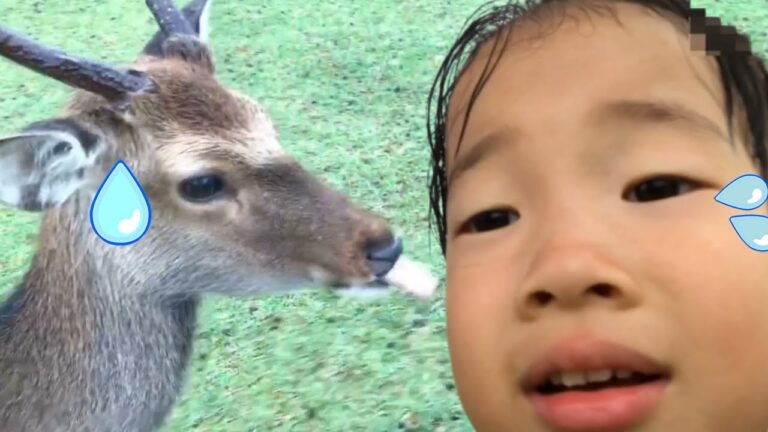 奈良公園でシカにエサやり！鬼と鹿をまちがえた？！