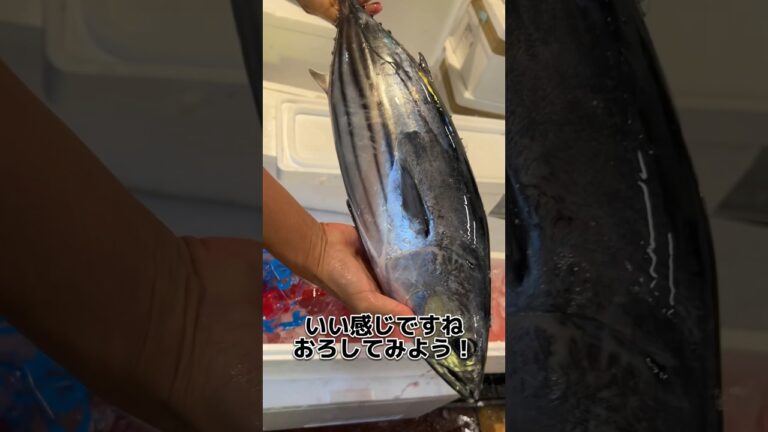 勝浦 の カツオ ！ おろしてみます！ #せり人ムタロー #shorts