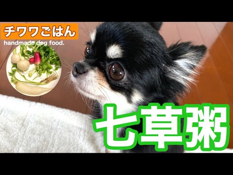 「毎日チワワごはん」春のななくさ～七草粥で無病息災モナ！【handmade dog food】