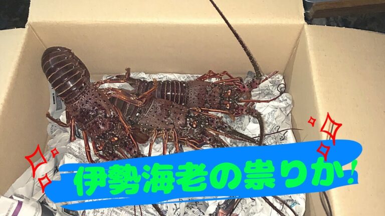 キャンプ飯の、祟りか‼️  伊勢海老の祟りか‼️