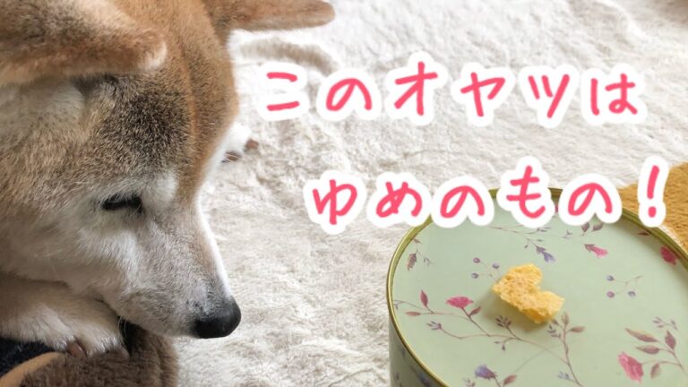 腎臓病の愛犬のおやつ追加♪ 2020/11/06