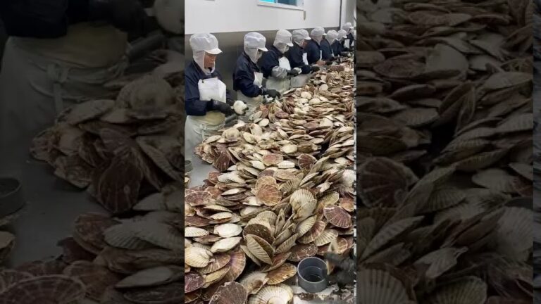 北海道枝幸産ホタテ殻むき