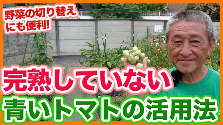 家庭菜園や農園のトマト栽培で完熟していない青いトマトの活用方法！秋冬野菜の切り替え時にも便利な青トマトの活用法を徹底解説！/Tips for using summer vegetables
