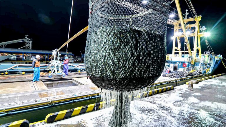 まき網漁で１００トンのアジを獲る！捕獲から出荷まで日本の水産加工現場の技術に密着する。