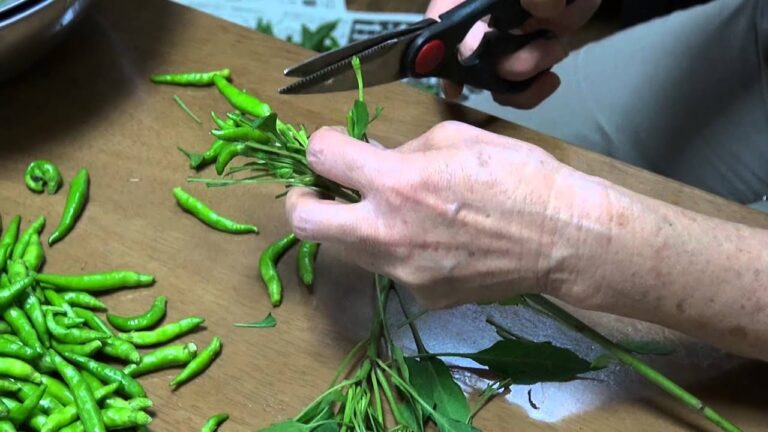 葉唐辛子の佃煮