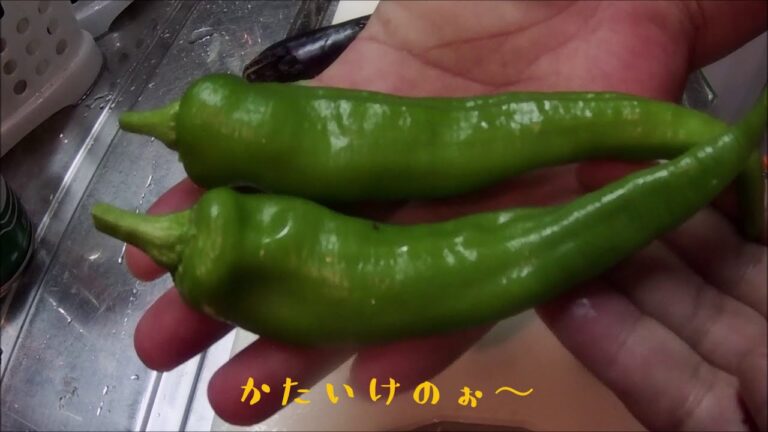 【家庭菜園】ナスと万願寺唐辛子の天ぷらと天丼【料理】