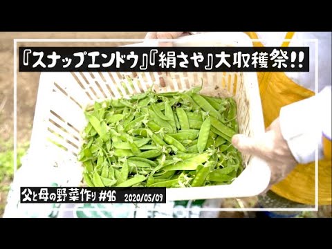 【田舎暮らし 野菜】無農薬野菜を作ろう!!｜『絹さや』『スナップエンドウ』収穫 #46
