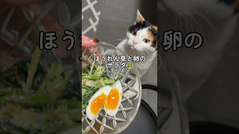 【簡単レシピ】ほうれん草と卵のサラダ