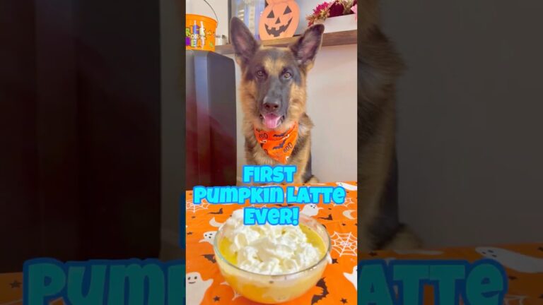 Halloween Pumpkin Latte for Dogs!🎃 #halloweenwithshorts #dogtreats #germanshepheard #dogshorts