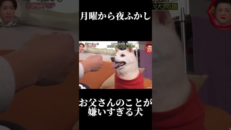 お父さんのことが嫌いすぎる犬 #おすすめ #shorts#月曜から夜ふかし #面白い#犬 #japan#バズれ