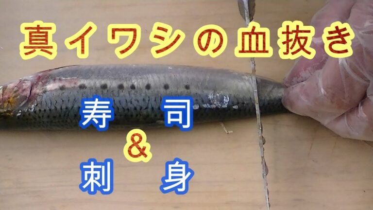 真イワシの血抜き＆握り寿司＆刺身　　究極の血抜き津本式（自己流）　無添加　オーガニック　 非遺伝子組み換え NON-GMO