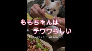 イカとブロッコリーの炒め物だって〜【ももちゃんの日常】#チワワ #ももちゃん #pets #食事