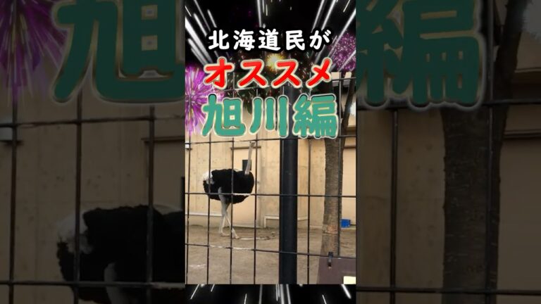 【北海道民が選ぶ】絶対に失敗しないオススメ３選【旭川編】 #旭川ラーメン 　#旭川 　 #北海道