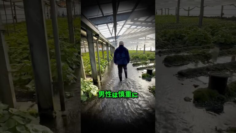 【驚愕】1根10万円超！幻のわさび栽培が想像を超える繊細さ