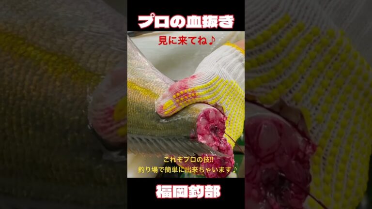 釣り場で出来る‼️プロが教える血抜き🐟🐟🐟 【本編で詳しく解説】