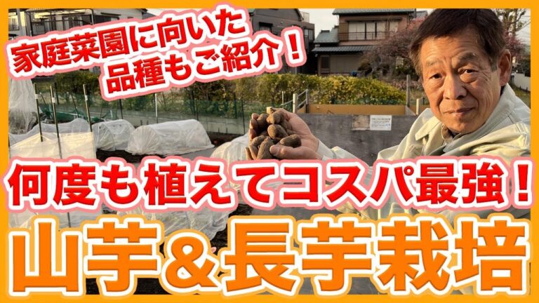 家庭菜園や農園の山芋栽培や長芋栽培は何度も植えてコスパ最強！自宅で育てやすい品種も解説！【農家直伝】/Tips for cultivating yam from a Japanese farmer.